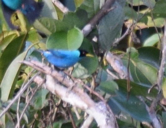 Green Honeycreeper - Nick Kowalske