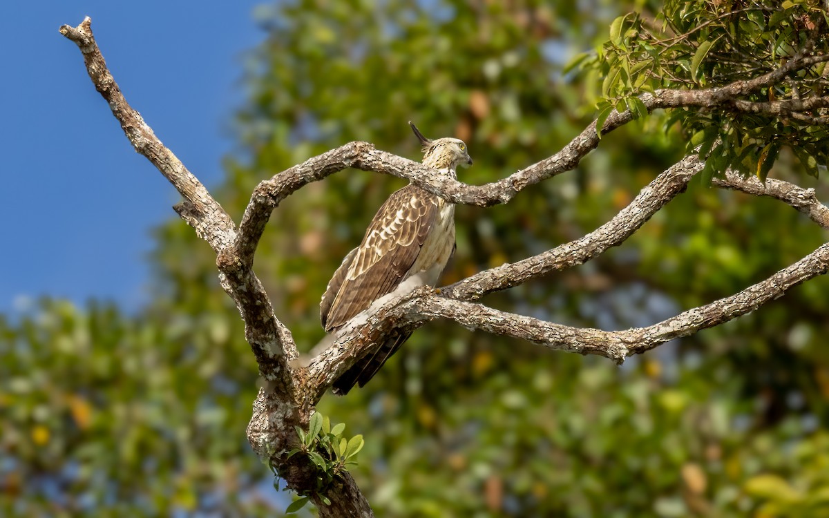 Philippine Honey-buzzard - ML617142817