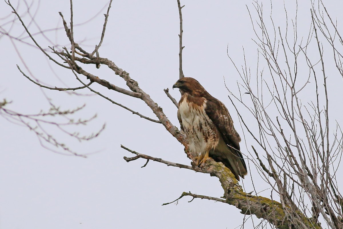 Red-tailed Hawk - ML617142823