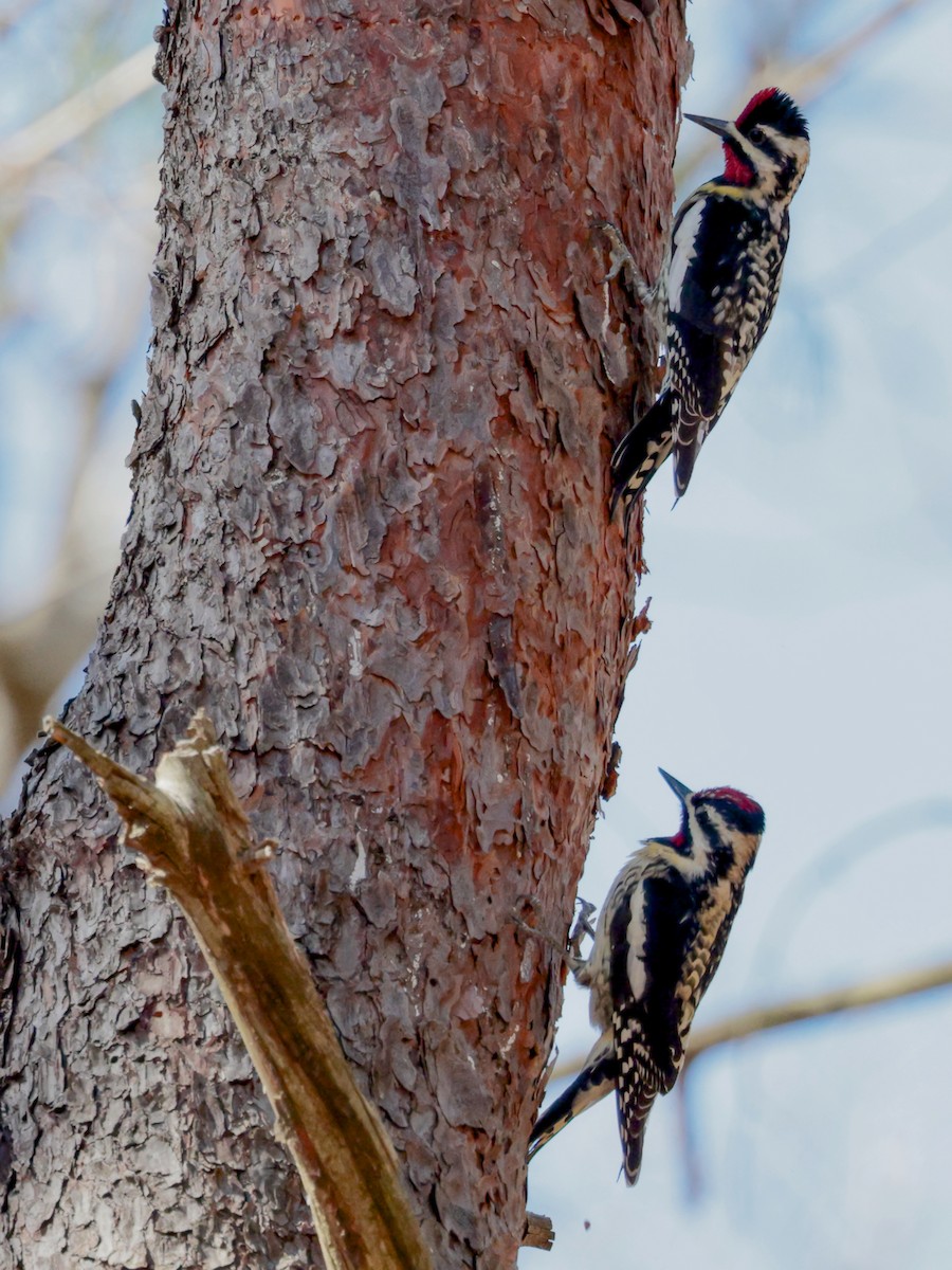 Yellow-bellied Sapsucker - ML617142876