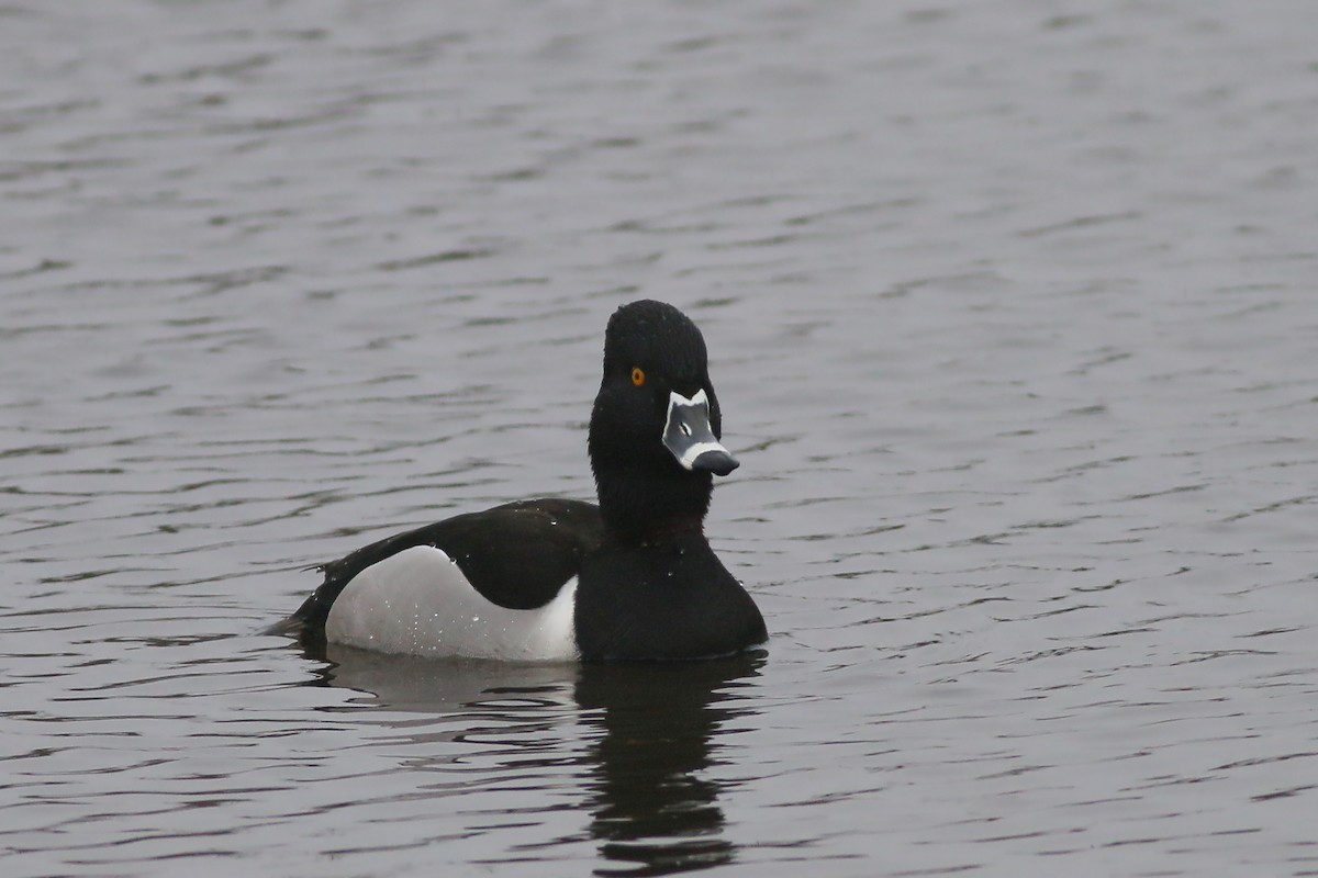 Ring-necked Duck - ML617142879