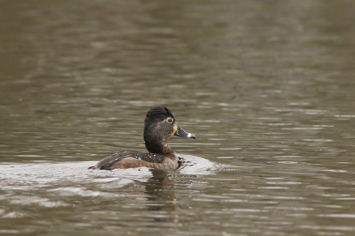 Ring-necked Duck - ML617142882