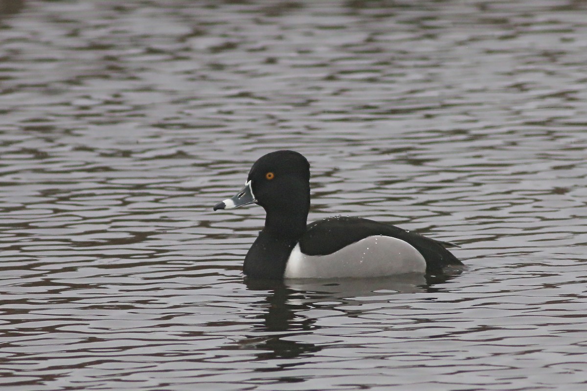 Ring-necked Duck - ML617142883