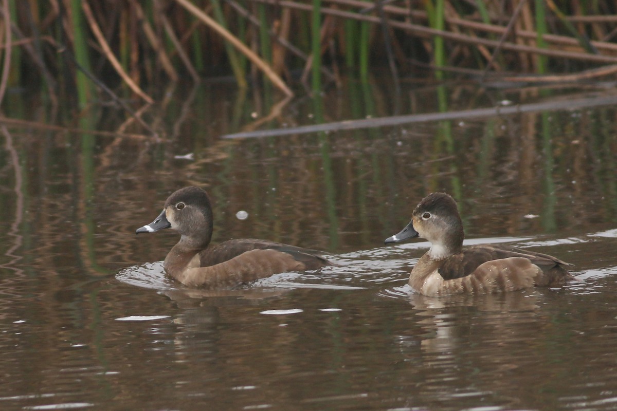 Ring-necked Duck - ML617142887