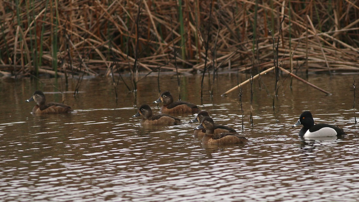 Ring-necked Duck - ML617142888