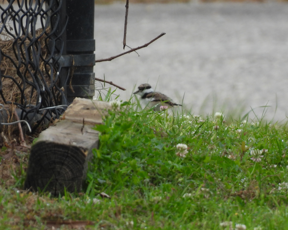 Killdeer - ML617142911