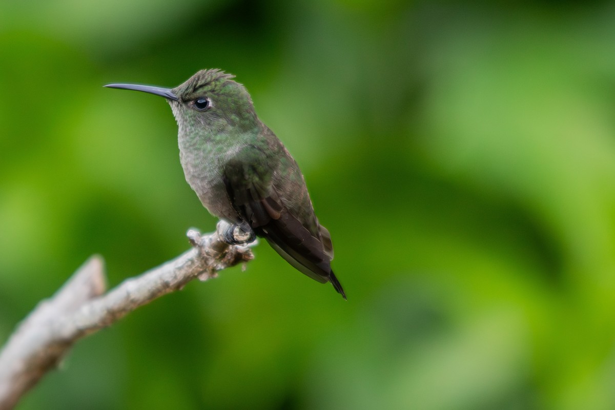 Sombre Hummingbird - ML617142926