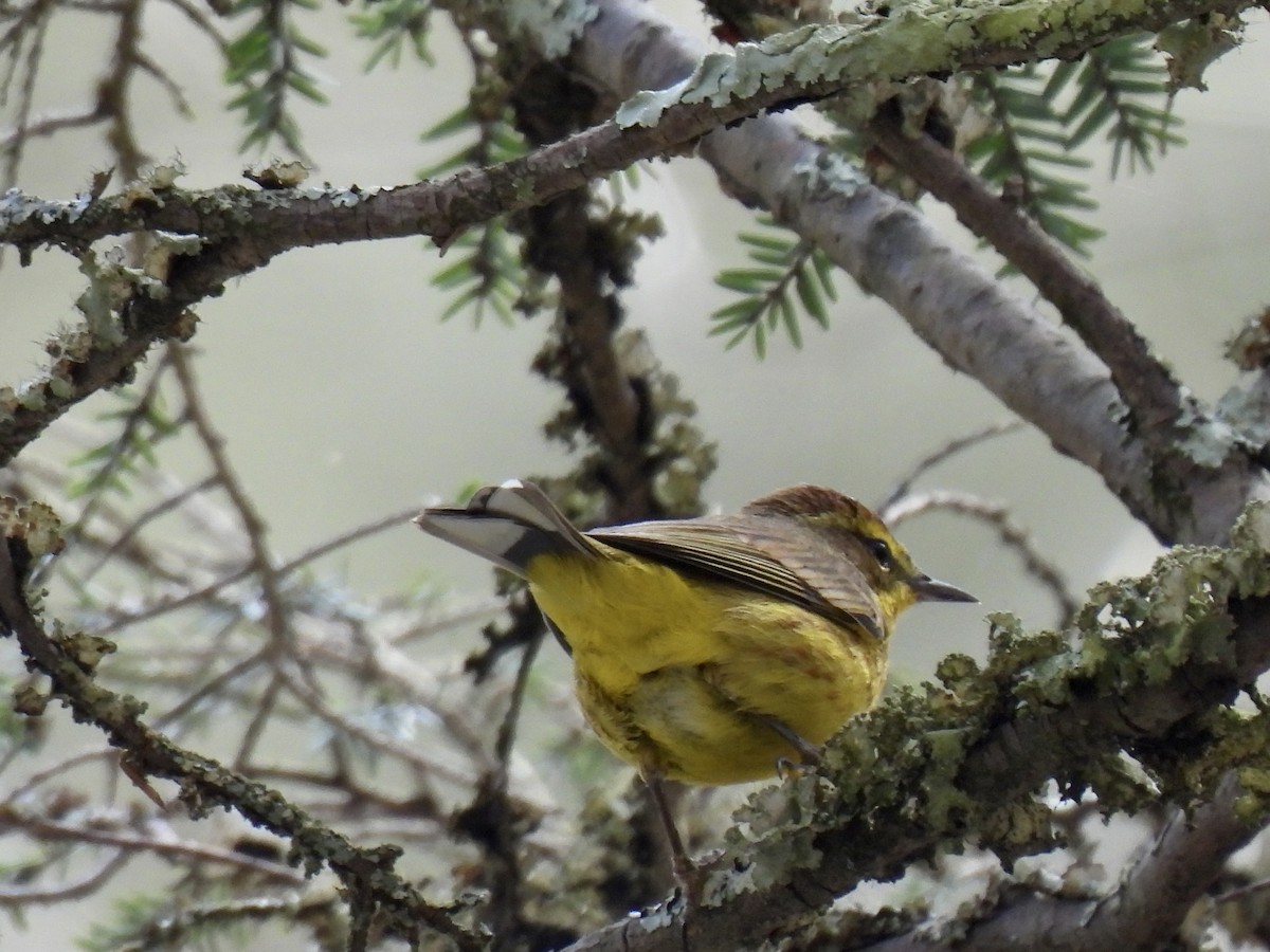 Palm Warbler - Christopher Plummer