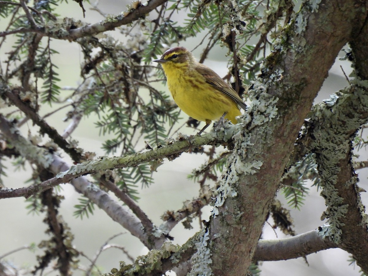 Palm Warbler - Christopher Plummer