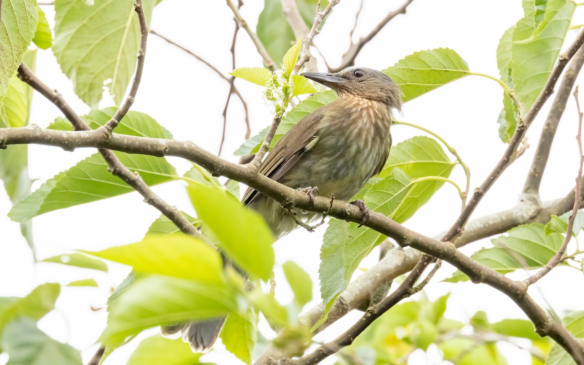 Visayan Bulbul - ML617142995