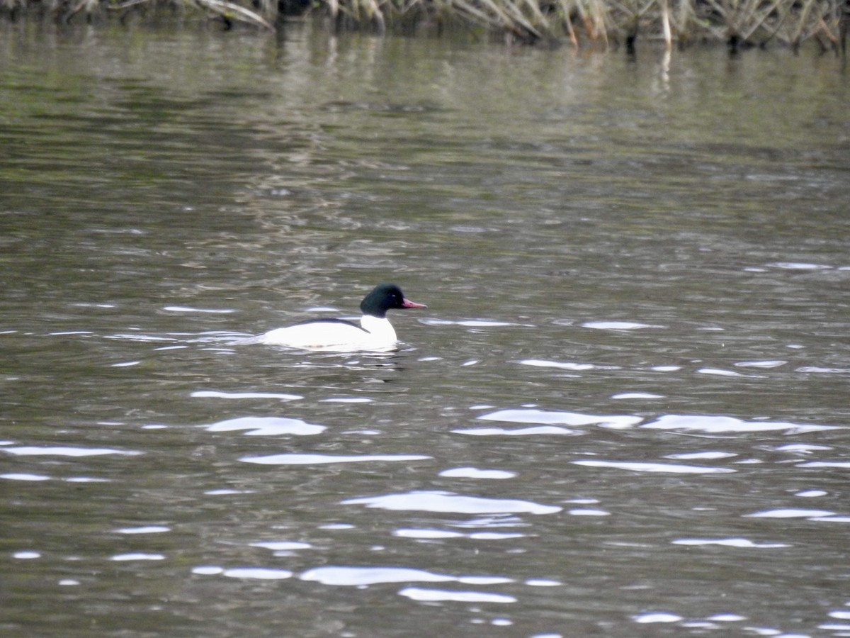 Common Merganser (Eurasian) - Stephen Bailey