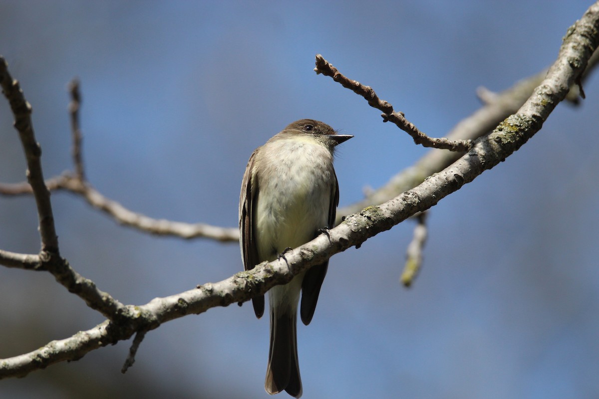 Eastern Phoebe - ML617143036