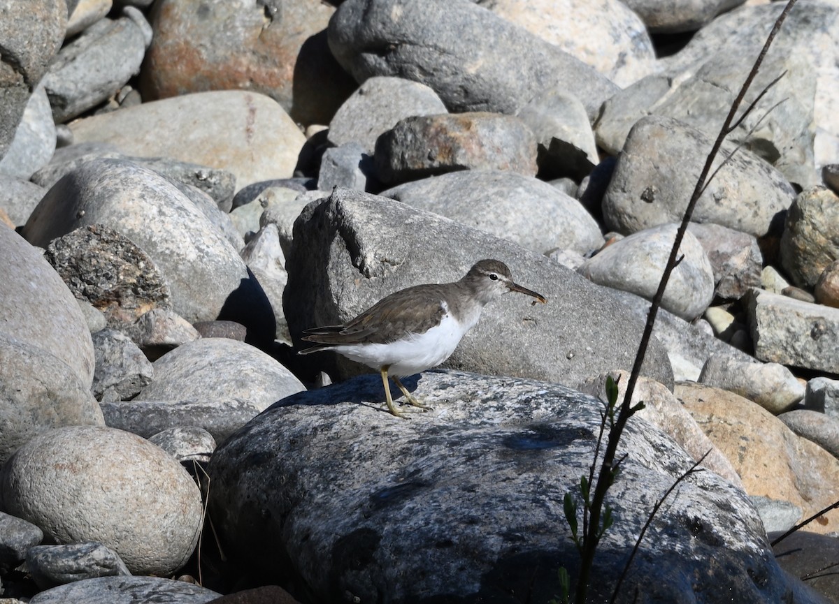 Spotted Sandpiper - ML617143053