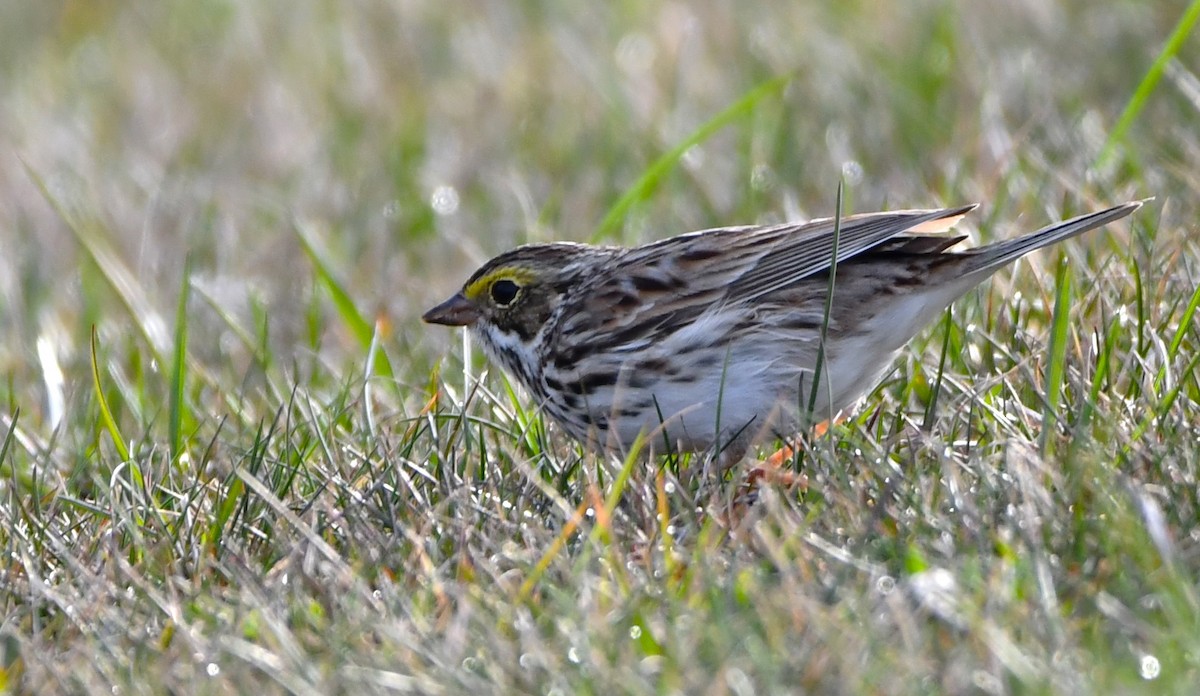 Savannah Sparrow - ML617143058