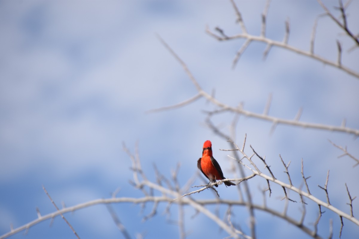 Vermilion Flycatcher - ML617143092