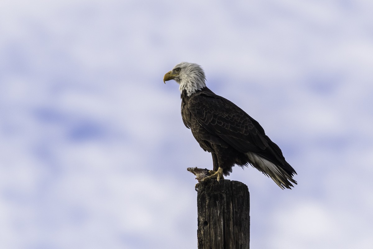 Weißkopf-Seeadler - ML617143094