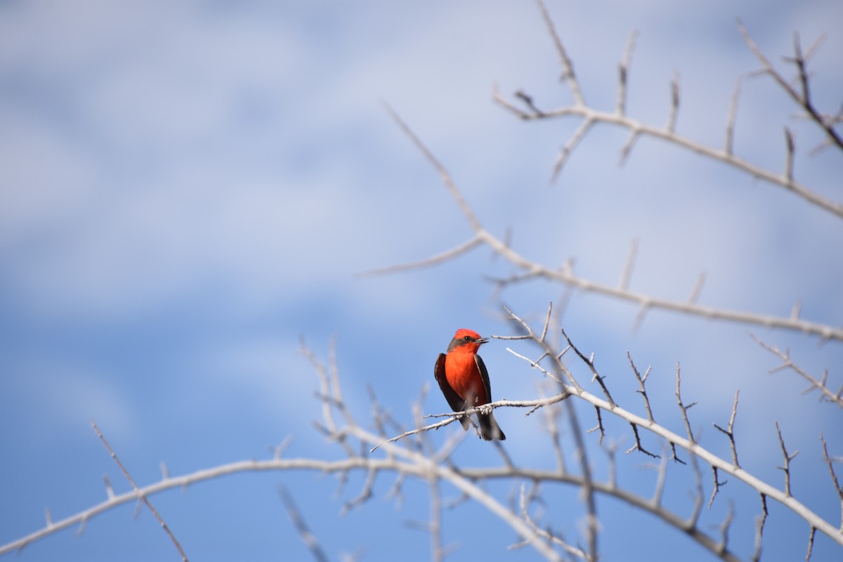 Vermilion Flycatcher - Anonymous