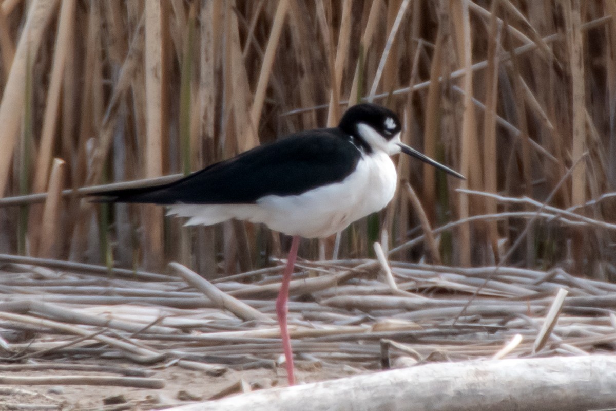 Black-necked Stilt - ML617143105