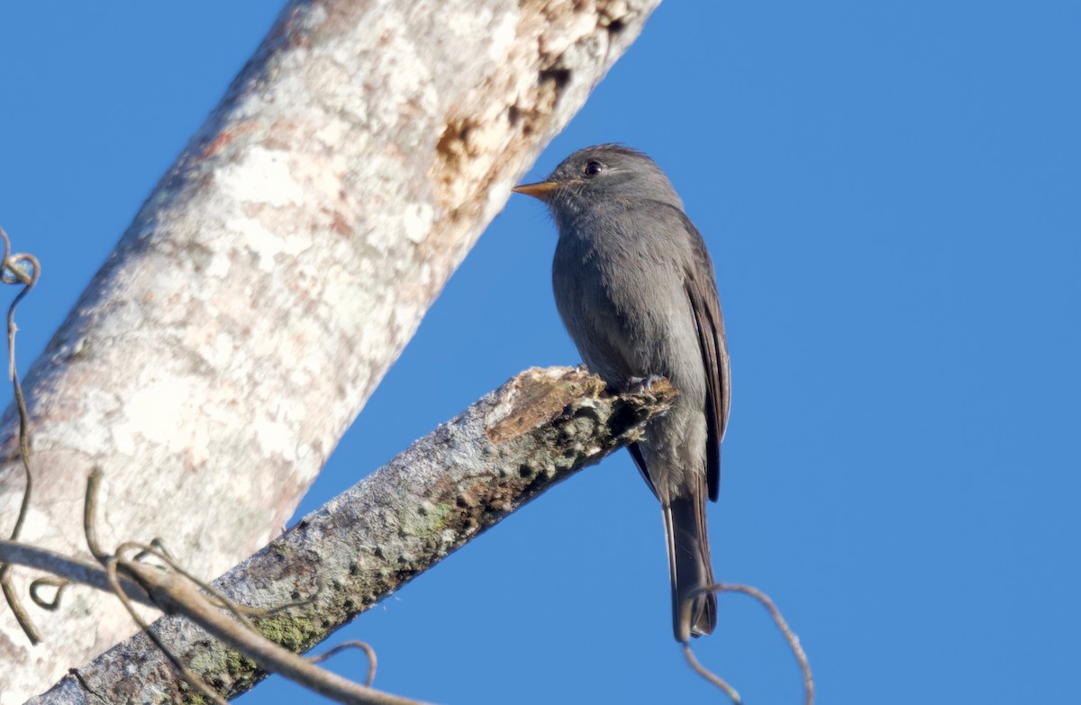 Blackish Pewee - ML617143117