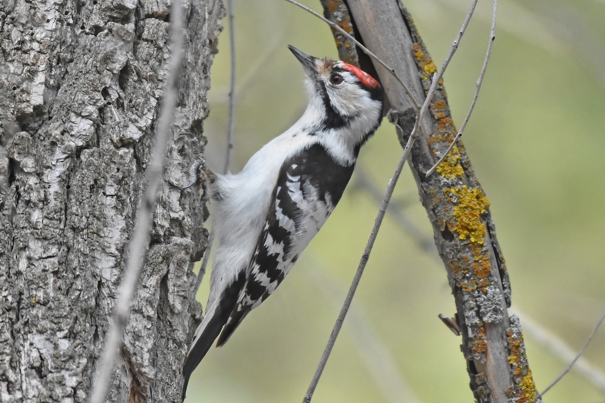 Lesser Spotted Woodpecker - ML617143151