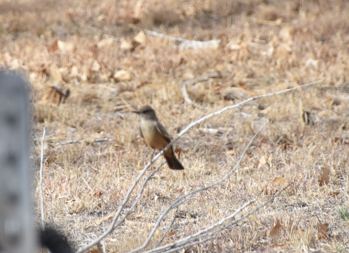 Say's Phoebe - ML617143158