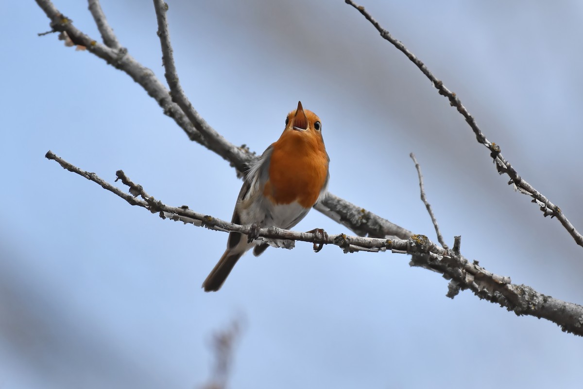 European Robin - ML617143171