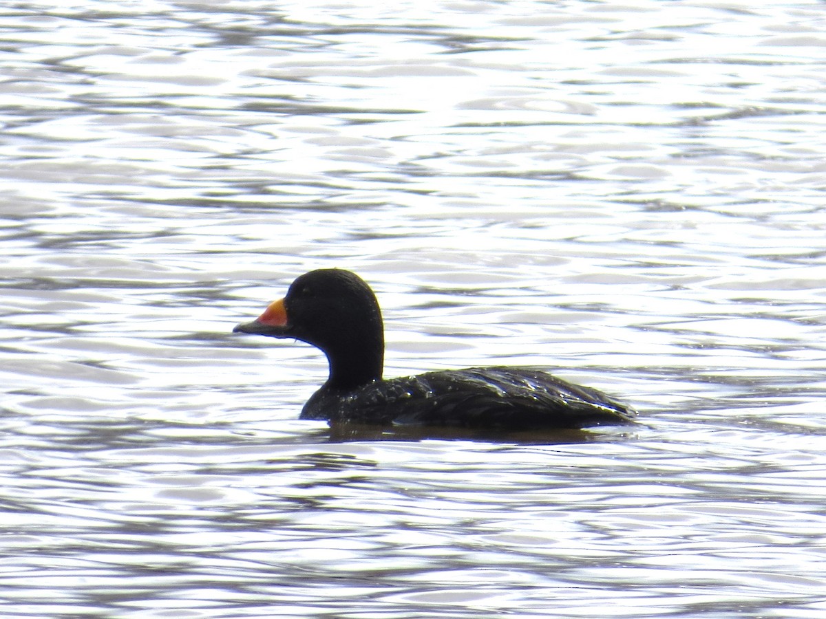 Black Scoter - ML617143195