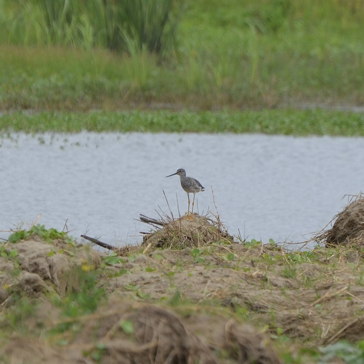 Greater Yellowlegs - ML617143209