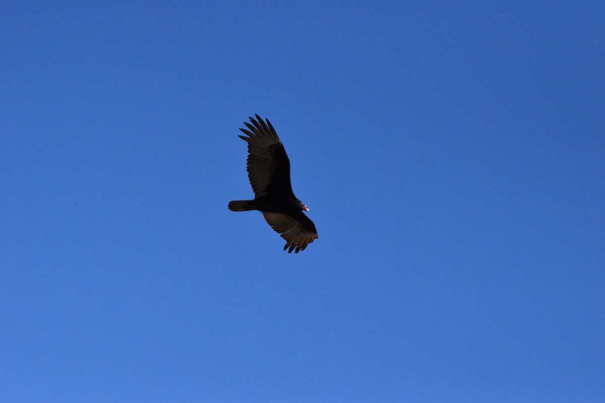 Turkey Vulture - ML617143259