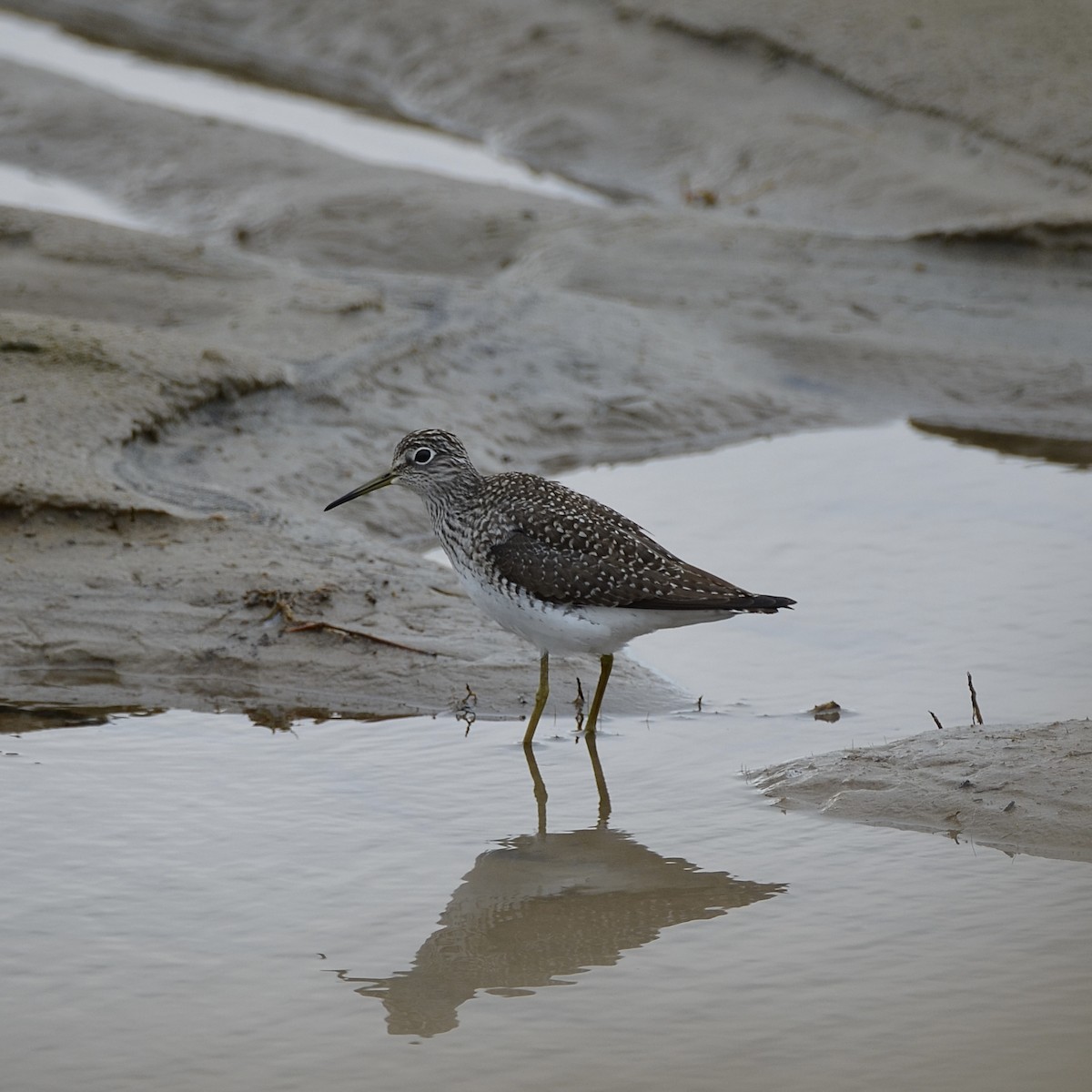 Solitary Sandpiper - ML617143270