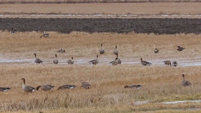 Taiga Bean-Goose - ML617143277