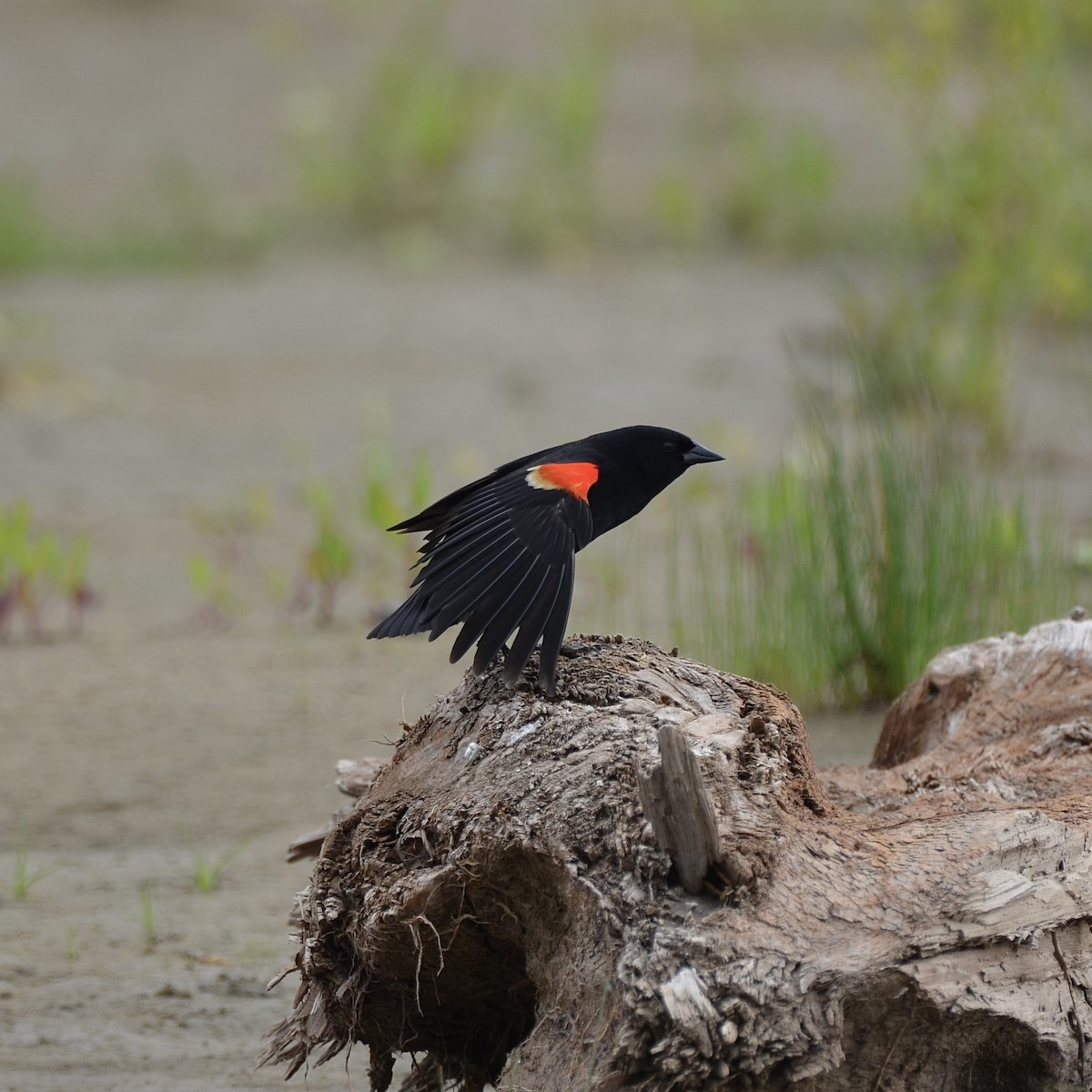 Red-winged Blackbird - Shae Freeman