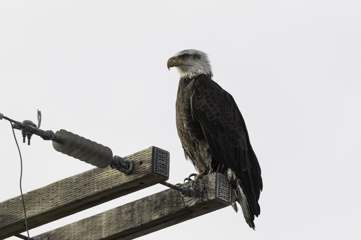 Bald Eagle - ML617143390