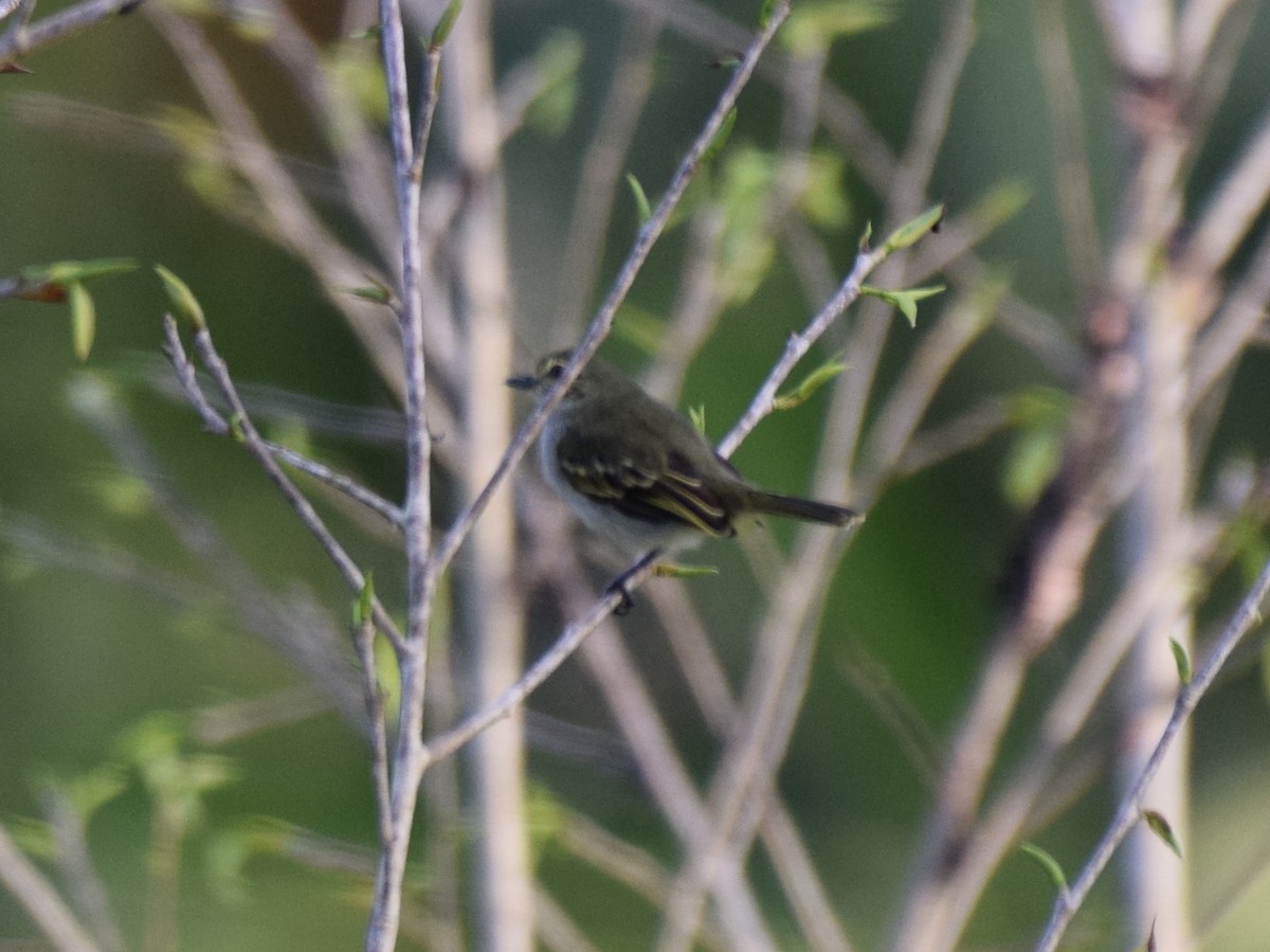 Golden-faced Tyrannulet - Nick Kowalske