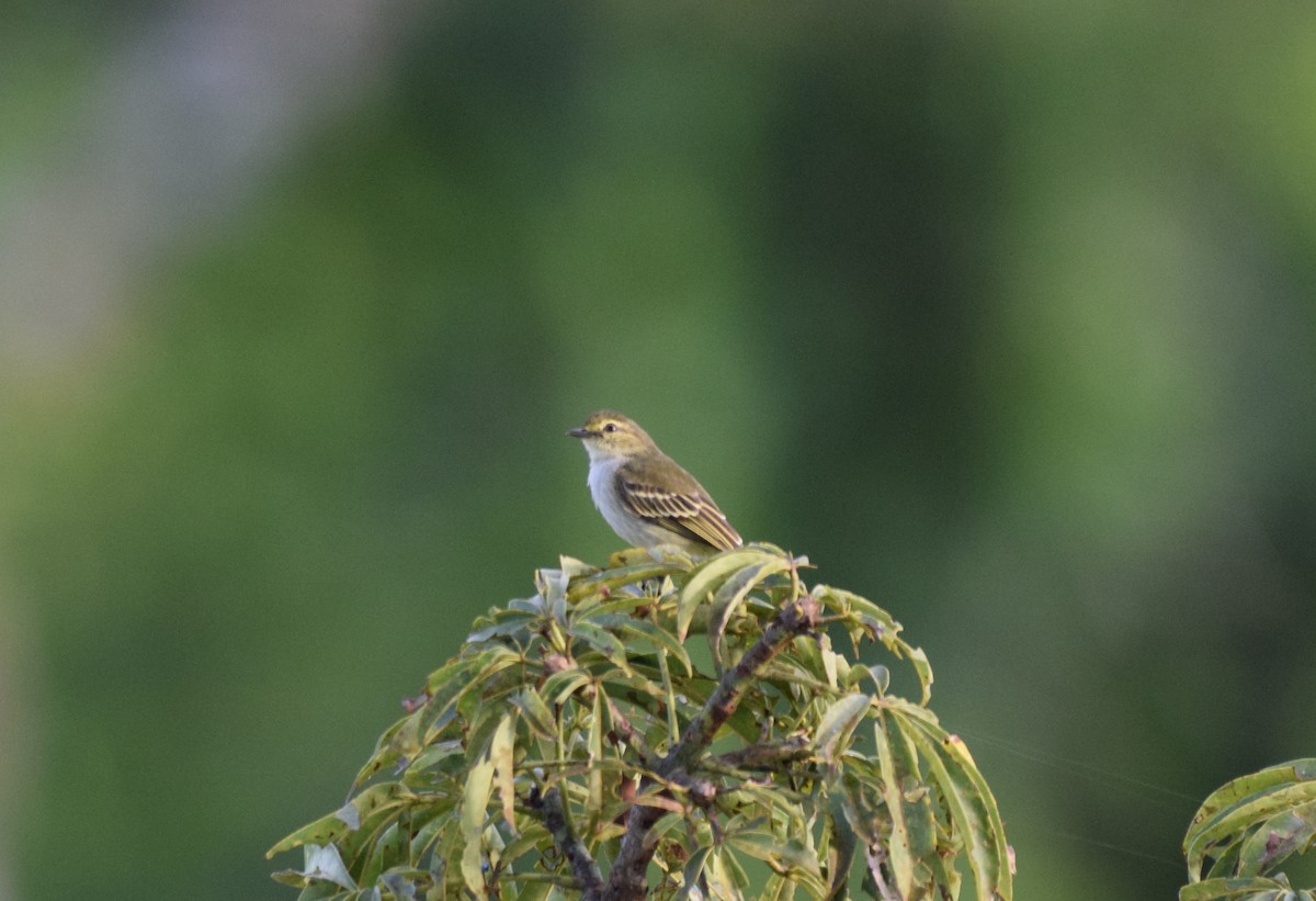 Golden-faced Tyrannulet - Nick Kowalske