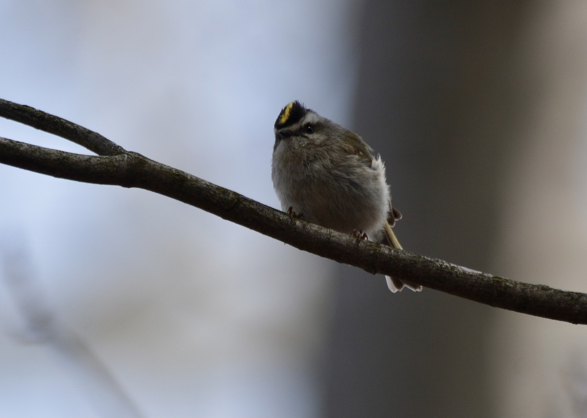 Golden-crowned Kinglet - Anonymous