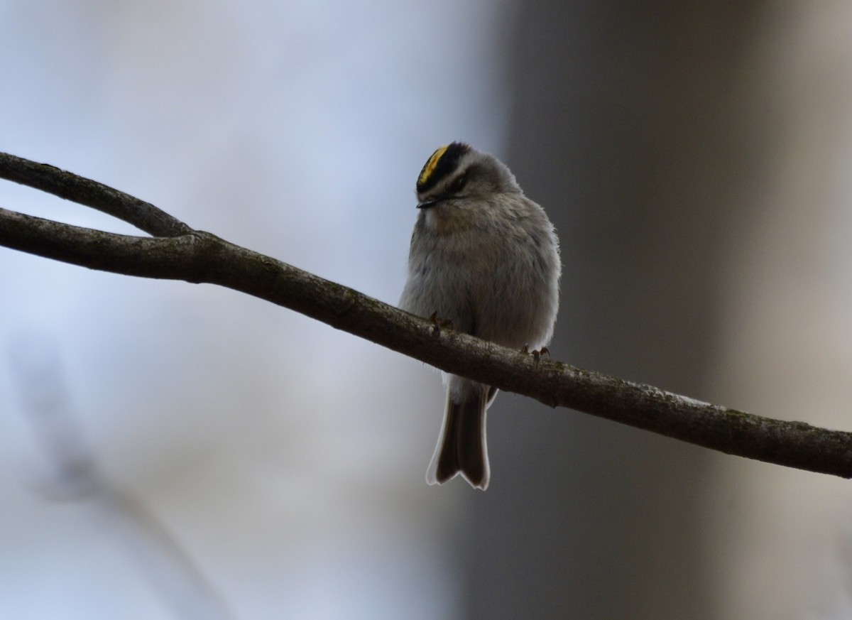 Golden-crowned Kinglet - Anonymous