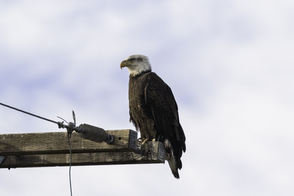 Weißkopf-Seeadler - ML617143409