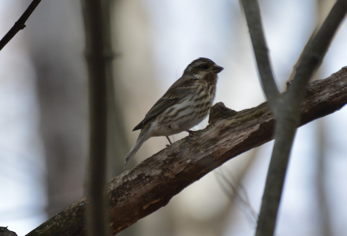 Purple Finch - Anonymous