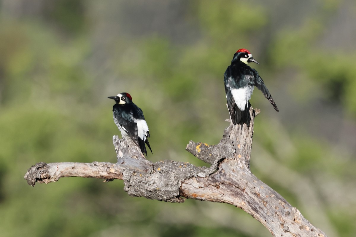 Acorn Woodpecker - David Yeamans