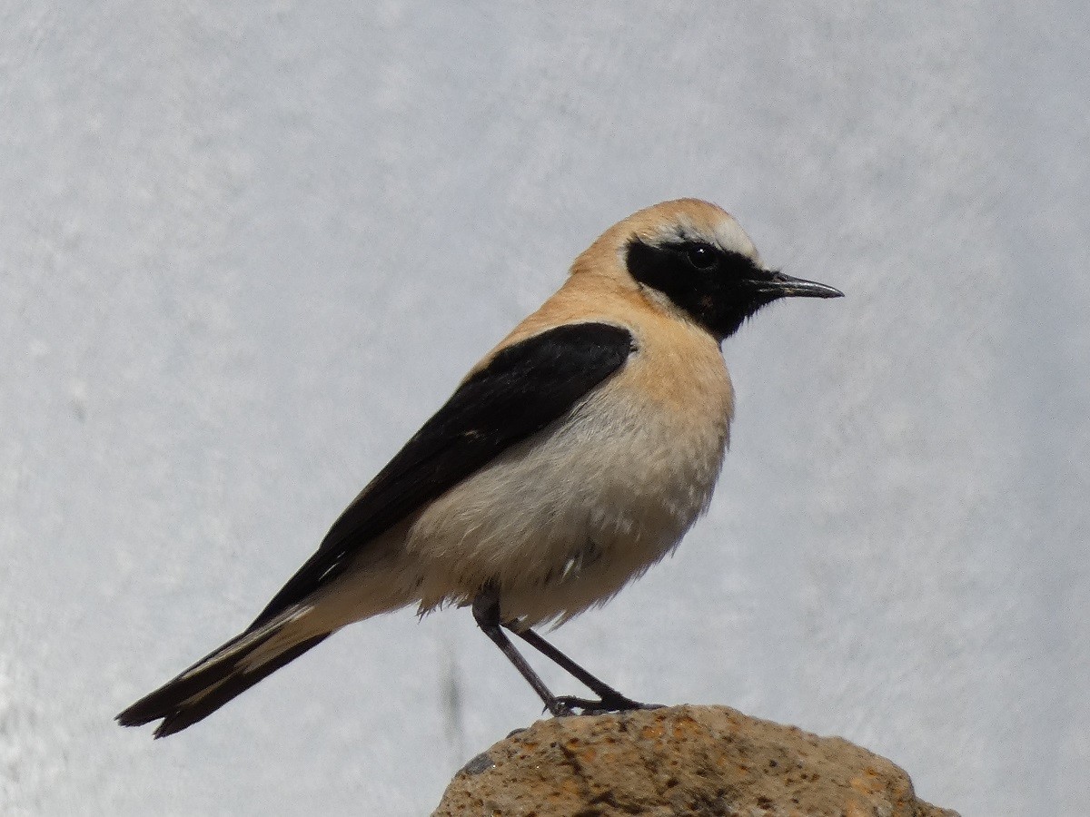 Western Black-eared Wheatear - ML617143422