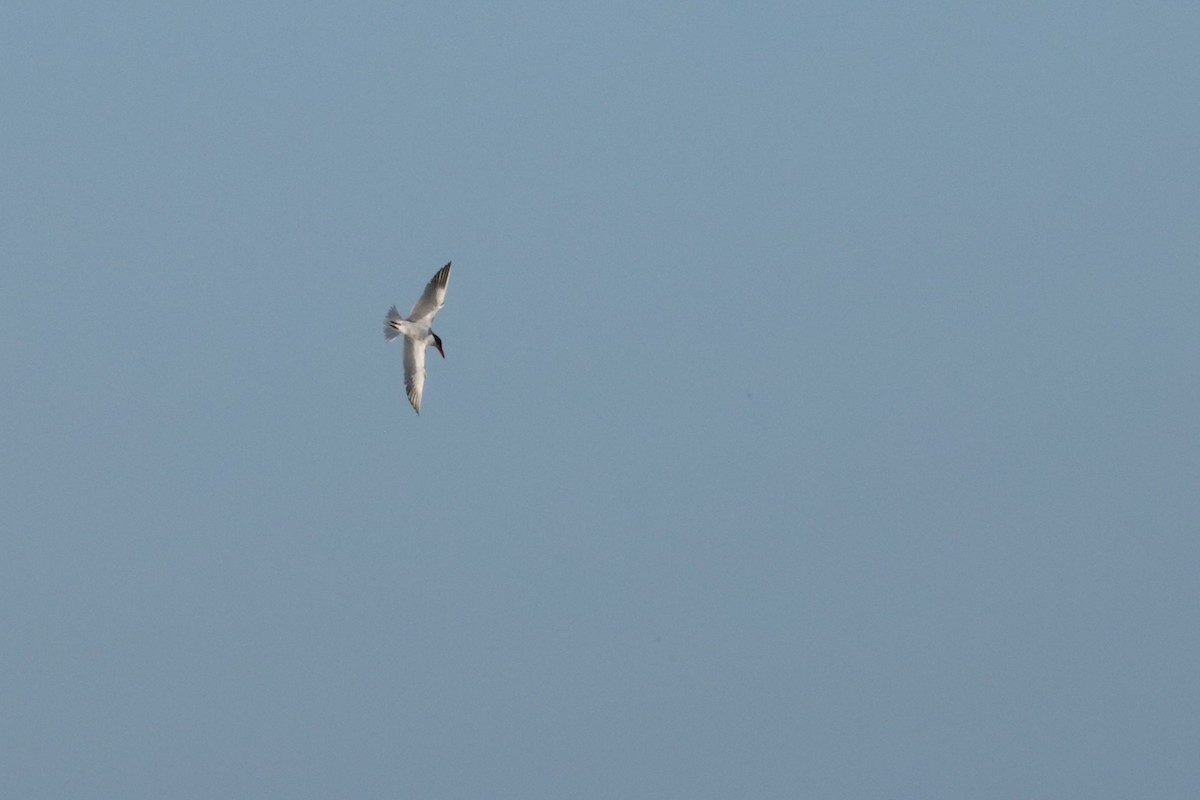 裏海燕鷗 - ML617143440