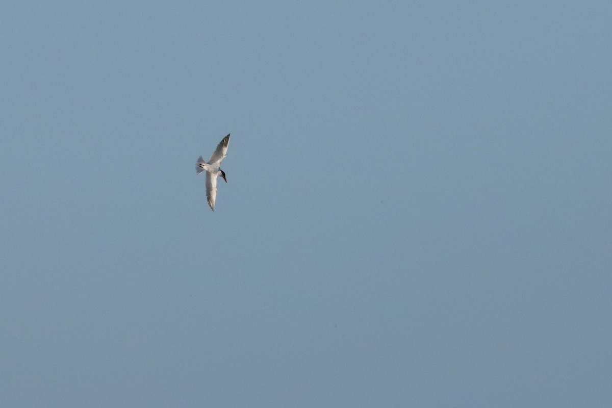 Caspian Tern - ML617143440