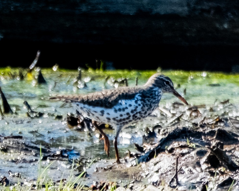 Spotted Sandpiper - ML617143448