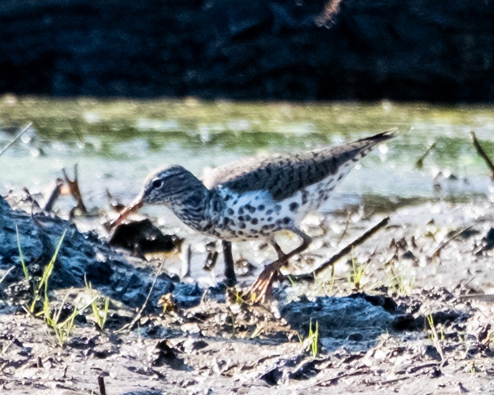 Spotted Sandpiper - ML617143449