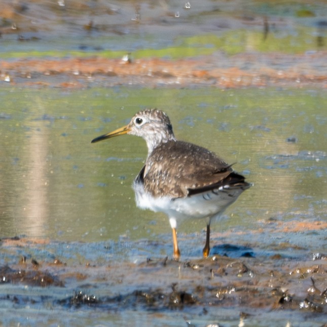 Solitary Sandpiper - ML617143453