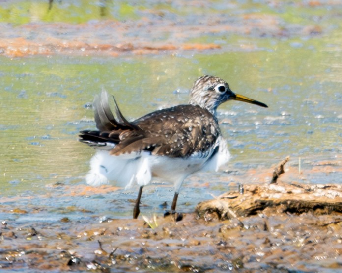 Solitary Sandpiper - ML617143454