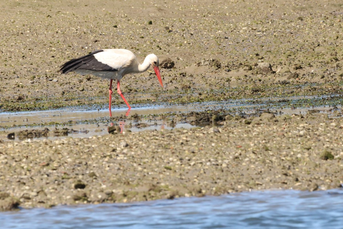 White Stork - ML617143480