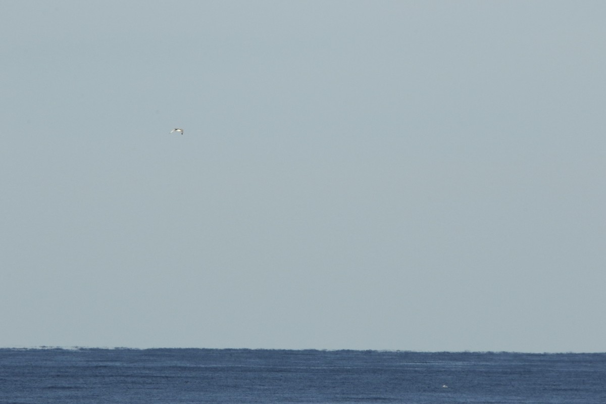 Black-legged Kittiwake - ML617143482