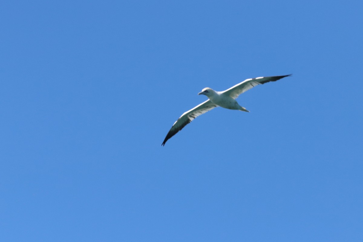 Northern Gannet - ML617143502